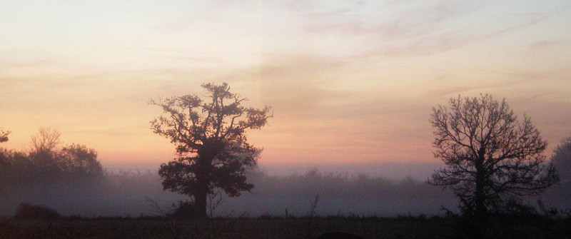 Deux_arbres_dans_le_matin